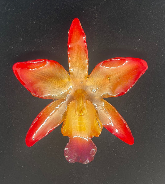 Real Entire Flower Pin & Pendant  (Large)