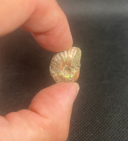 Fossil