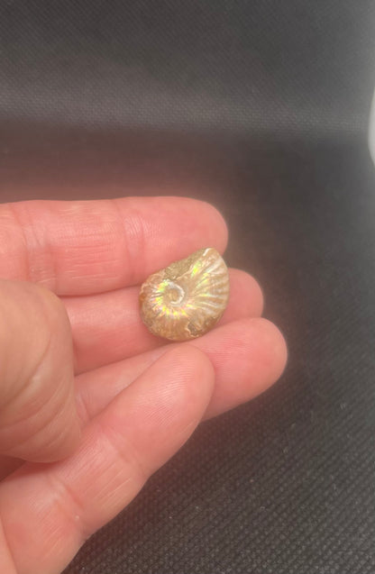 Fossil