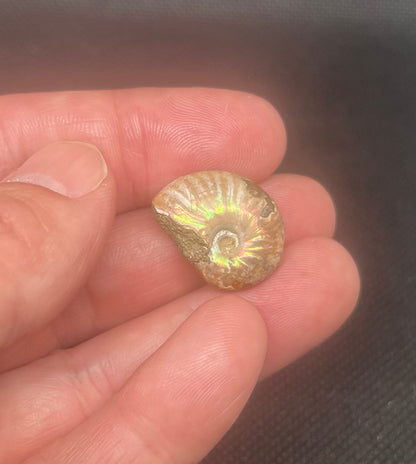 Fossil