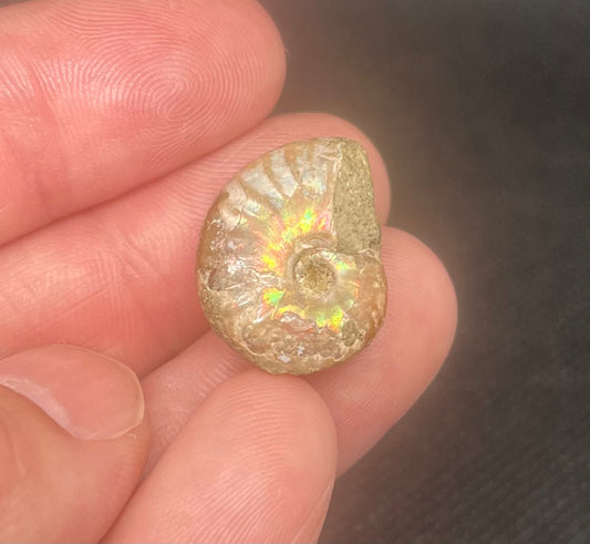 Fossil