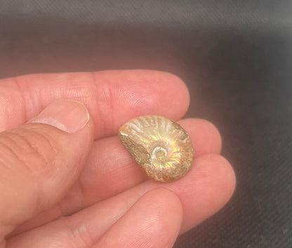 Fossil