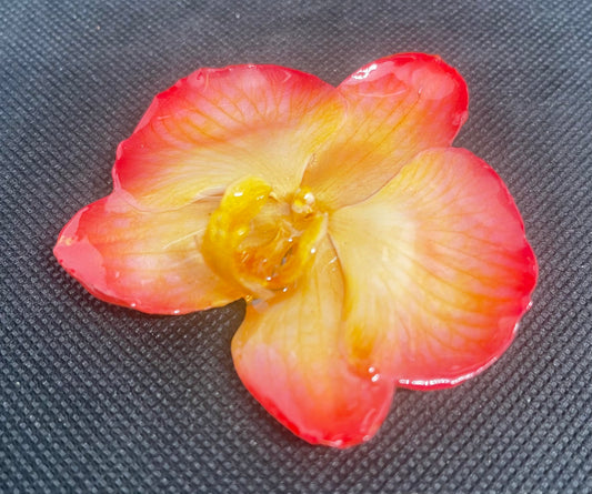 Real Whole Flower Pin & Pendant  (Medium+)